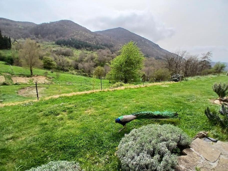 Bright Loft With Mountain And Nature View Sougraigne ภายนอก รูปภาพ